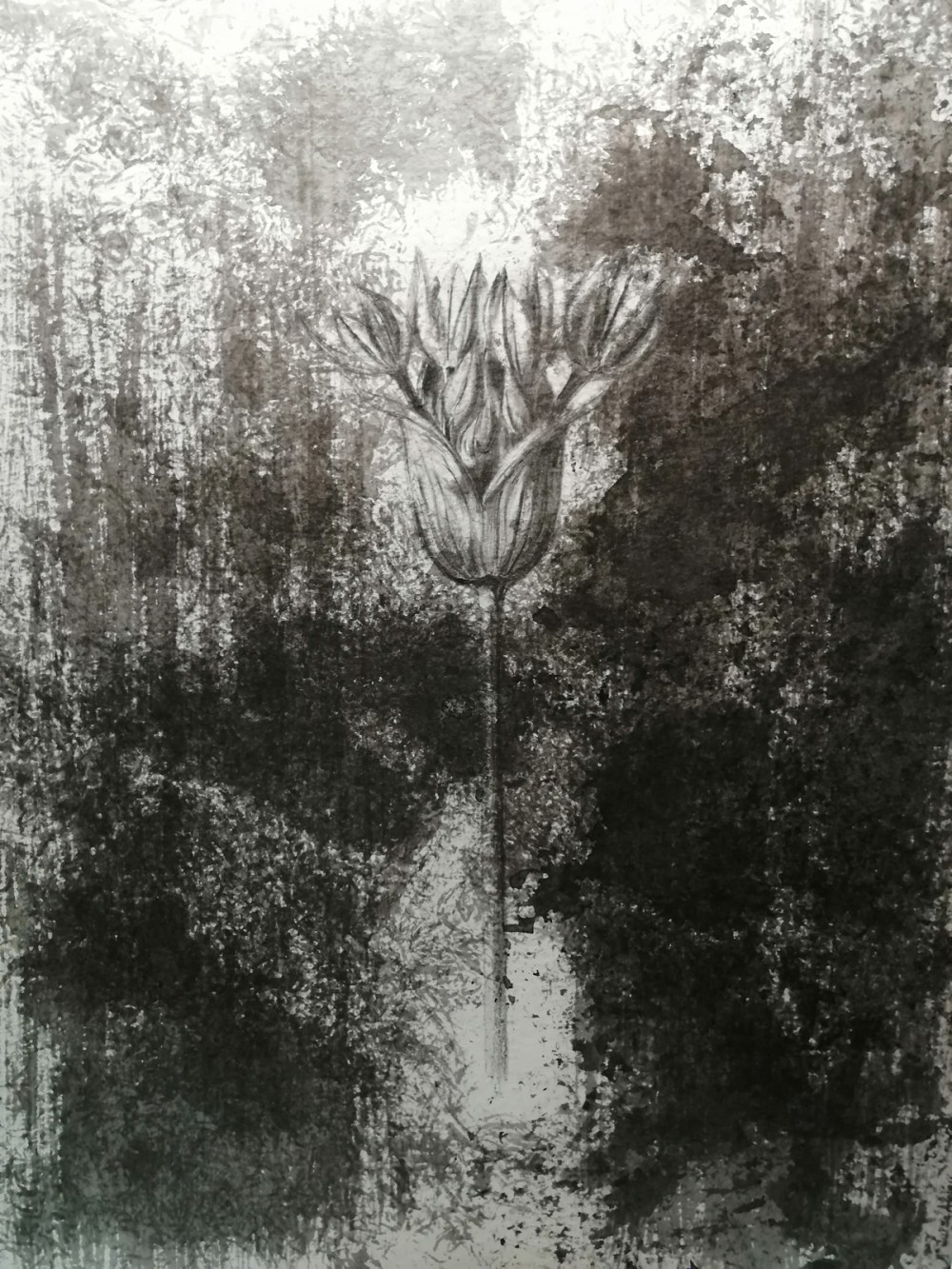 maria luisa Alabau María Luisa Alabau,belenartspace,nature,harmonie,flower,